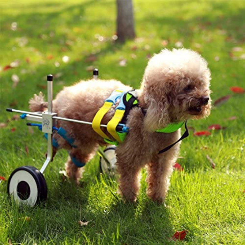 Dog Mobility Back Legs Wheelchair - Westfield Retailers