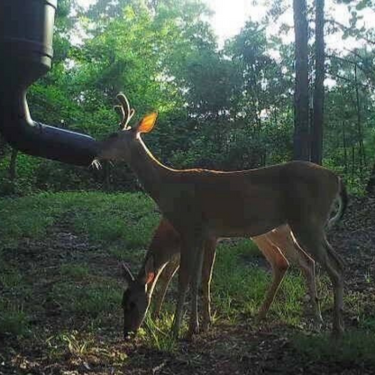 Standing Automatic Gravity Deer Game Protein Feeder - Westfield Retailers