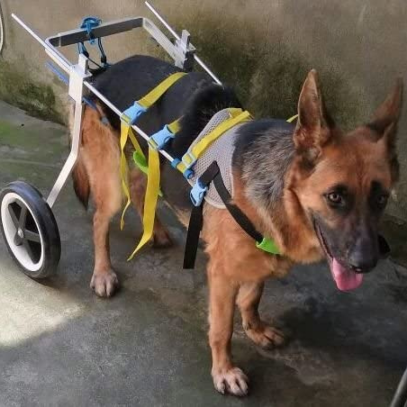 Dog Mobility Back Legs Wheelchair - Westfield Retailers