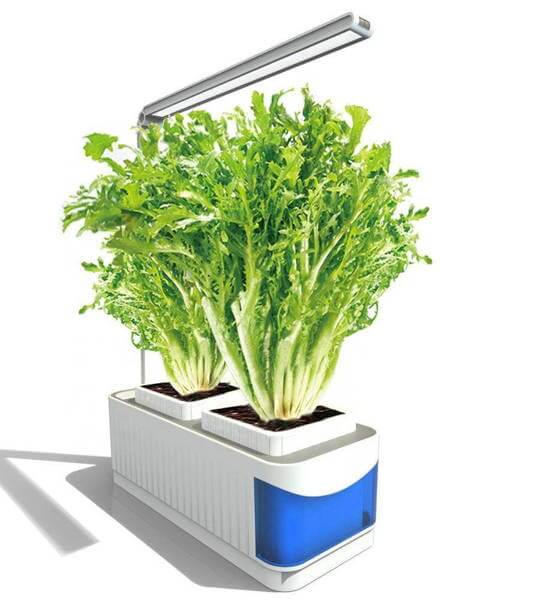 Smart Hydroponic Indoor Herb Garden - Westfield Retailers